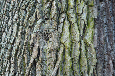 bark, tree, texture