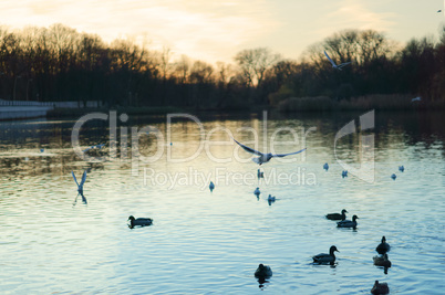 overcast, swans, lake, river, birds, evening