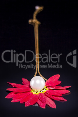 White pearls necklace over red petals on black