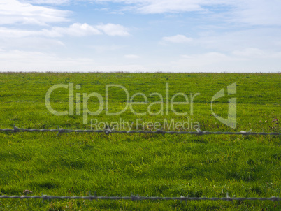 Green grass surface background