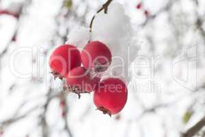 Hawthorn berries on the bushes covered with snow.