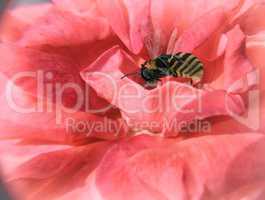 Rose flower on which a bee flies.