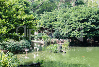 Rosa Flamingos im Victoria Peak von Hongkong