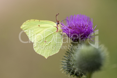 Zitronenfalter - Gonepteryx rhamni - Distel