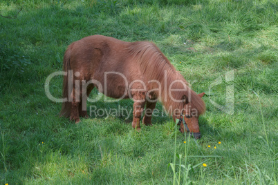 Braunes Pony auf einer Weide