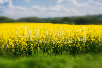 Blühendes  Rapsfeld  mit  blauen Himmel