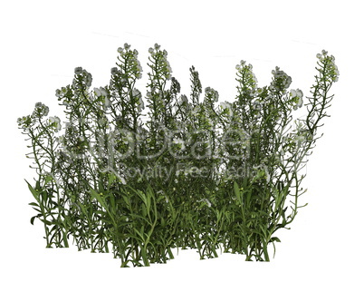 Grass and flowers - 3D render