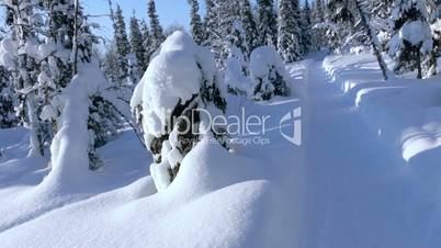 Sunny Winter Woods and Walking Path