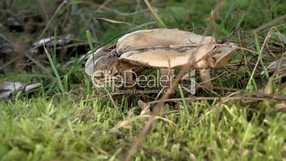 Mushrooms in the moss