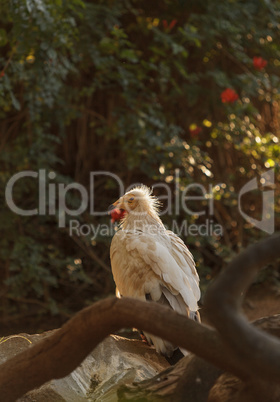 Egyptian vulture, Neophron percnopterus