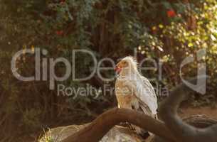 Egyptian vulture, Neophron percnopterus