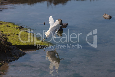 Snowy Egret, Egretta thula