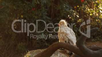 Egyptian vulture, Neophron percnopterus