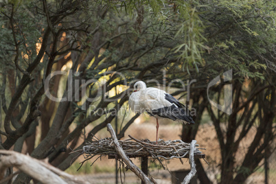 European White stork, Ciconia ciconia