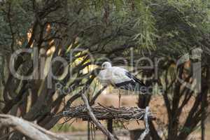 European White stork, Ciconia ciconia