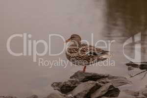 Wild Mallard duck