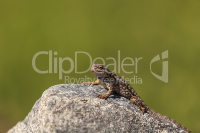 Brown common fence lizard