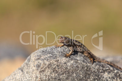 Brown common fence lizard