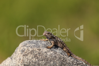 Brown common fence lizard