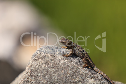 Brown common fence lizard