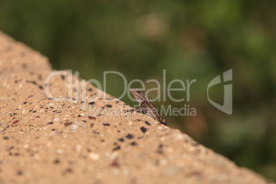 Brown common fence lizard