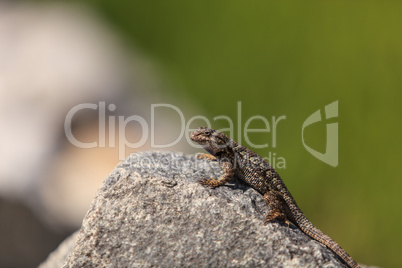 Brown common fence lizard