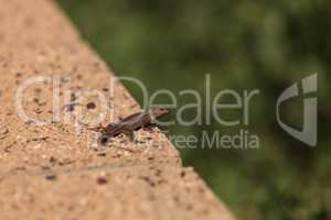 Brown common fence lizard