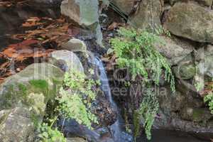 Ferndell hiking trail with ferns, small waterfalls and ponds