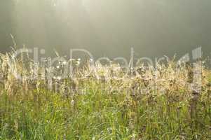 Field and meadow in the morning fog