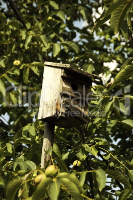 an aviary in the tree in the wood