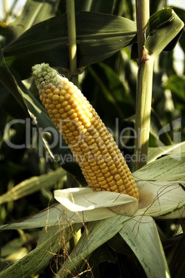 corncobs in the field