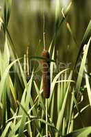 Reed pistons with grass / reed in the grass