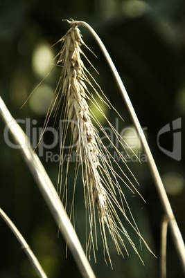 a grain grain in the sunshine