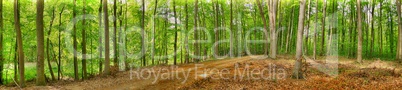 Forest picture panoramic