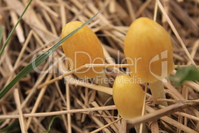 yellow mushrooms close-up