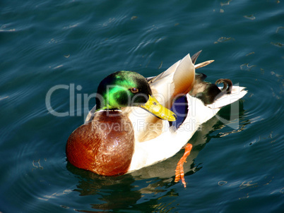 Duck in the sunshine in the water