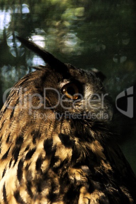 owl in the wood