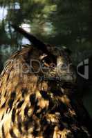 owl in the wood