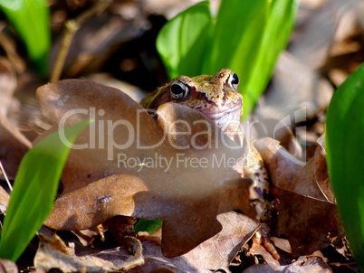 A frog in the foliage