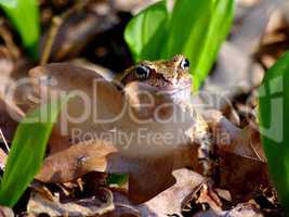A frog in the foliage