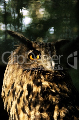 owl in the wood