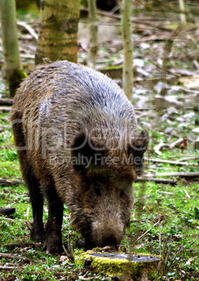 A wild boar on search