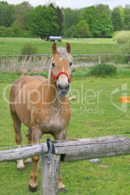 A horse on the horses belt