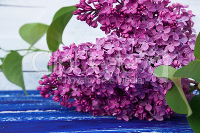 branch of purple lilac with green leaves on a blue wooden surfac