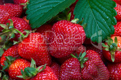 Ripe red strawberries with green leaves, close-up