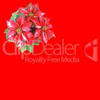 Poinsettia Christmas Star red