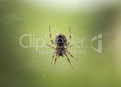 Spider building a web