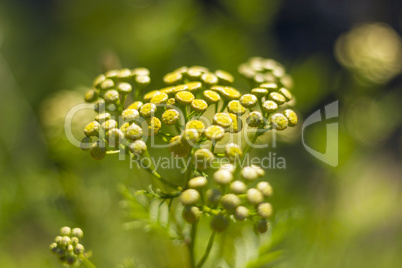 Yellow flower cluster