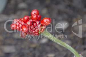 Berry Cluster