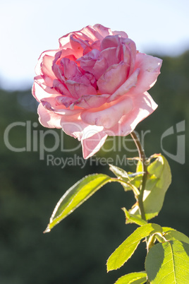 Pink rose in sunshine Pink rose in sunshine